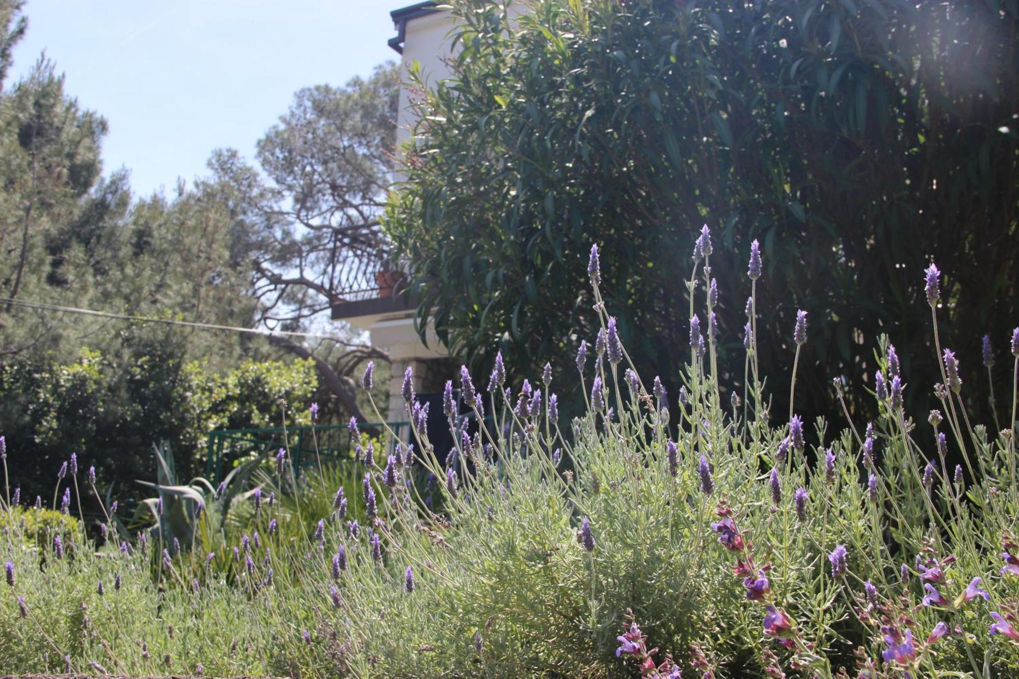 Cappelli Apartments - Losinj มาลีโลชินจ์ ภายนอก รูปภาพ